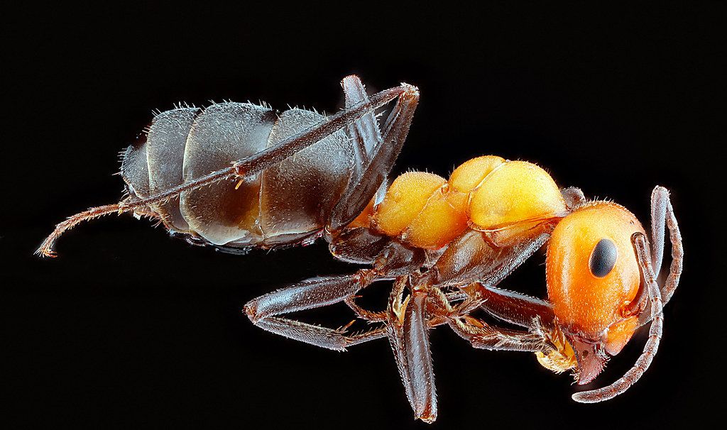 Ant Control service in Spring Hill, TN
