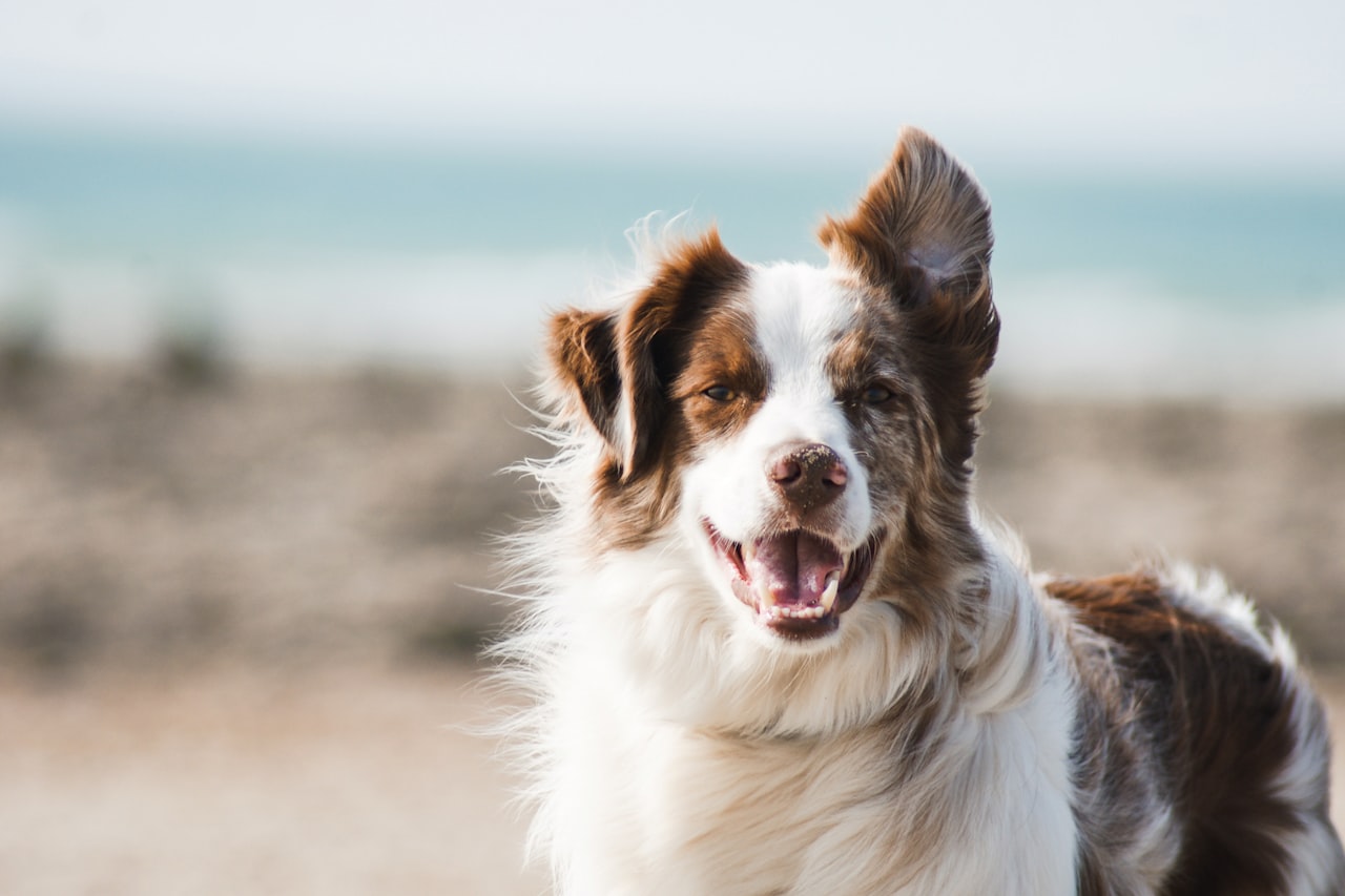 Flea & Tick Control service in Spring Hill, TN