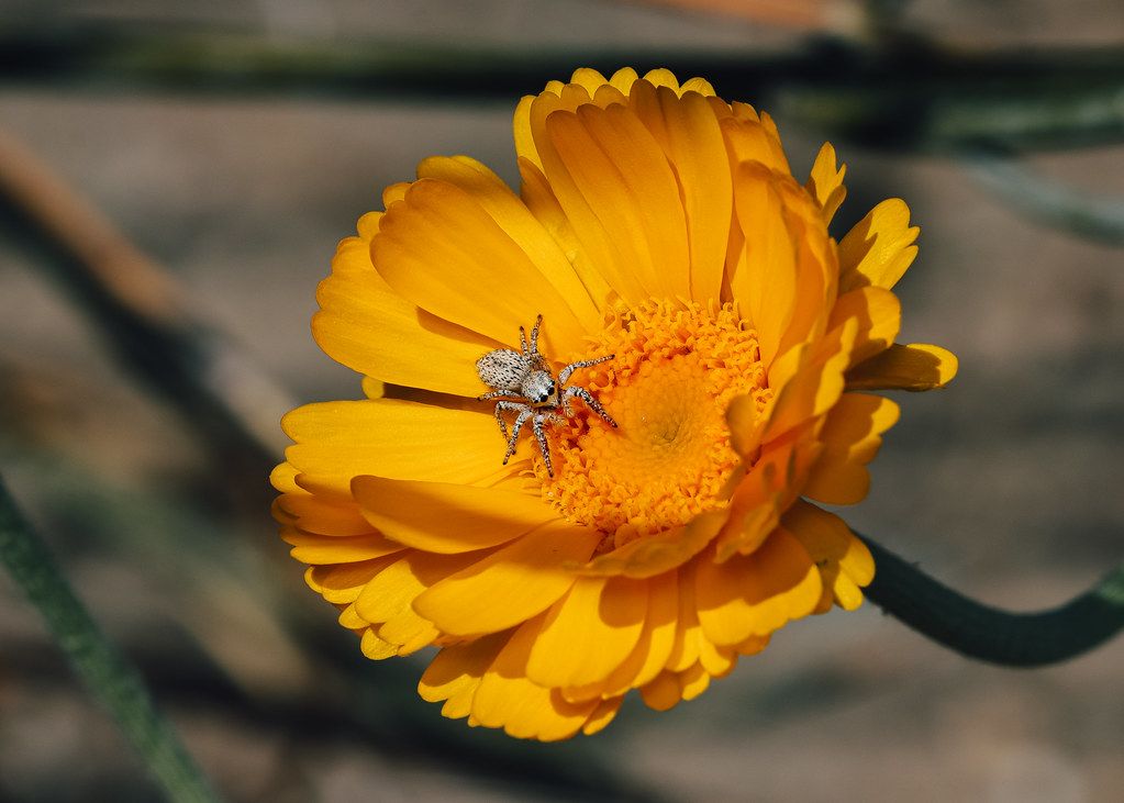 Spider Control service in Spring Hill, TN